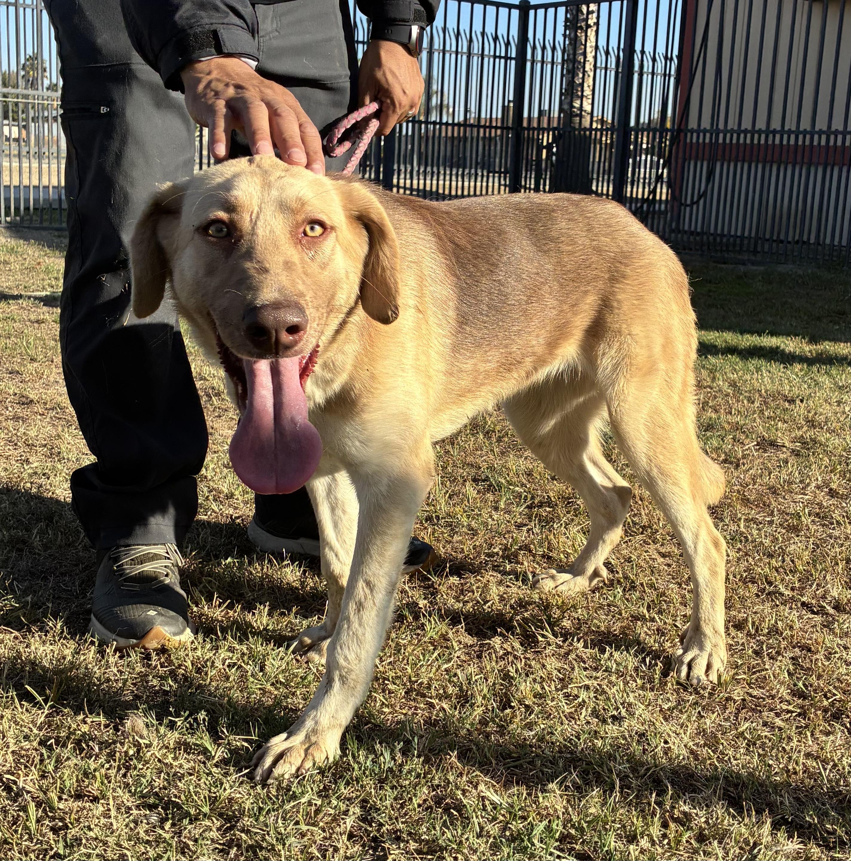 SARAH, a Adoptable German Shepherd Dog in Delano, CA image 1/3