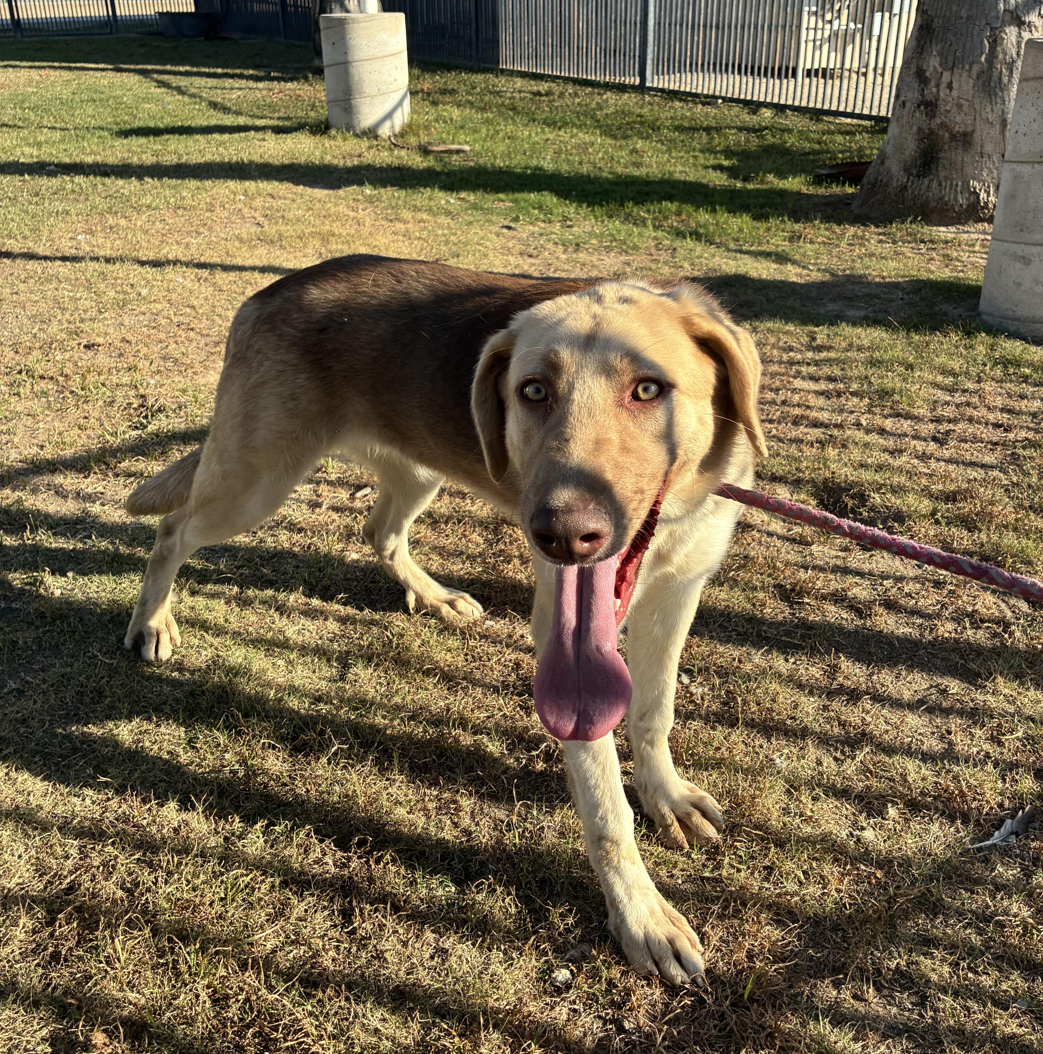 SARAH, a Adoptable German Shepherd Dog in Delano, CA image 2/3