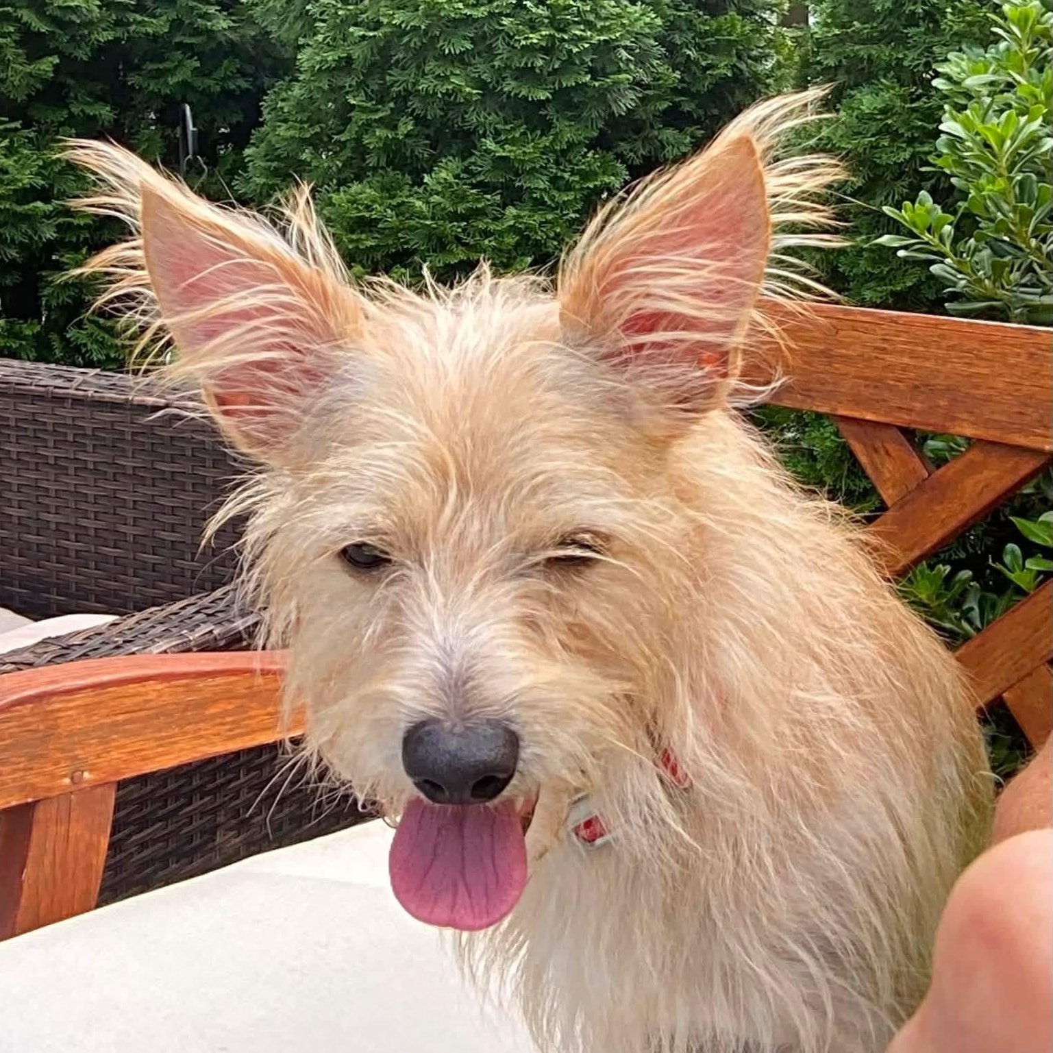 Charlie, adopted, Young Male Terrier.