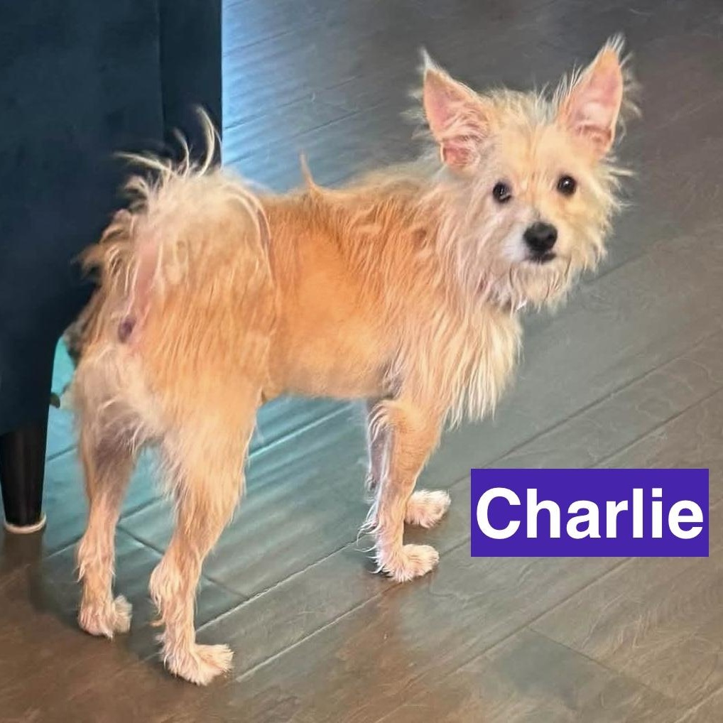 Enlarge Charlie, an adopted mixed breed in Charlotte, NC image 3/4