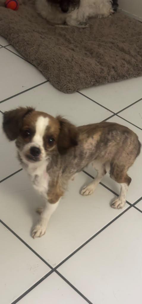Enlarge Amaralina, a Adoptable mixed breed in Miami, FL image 5/5