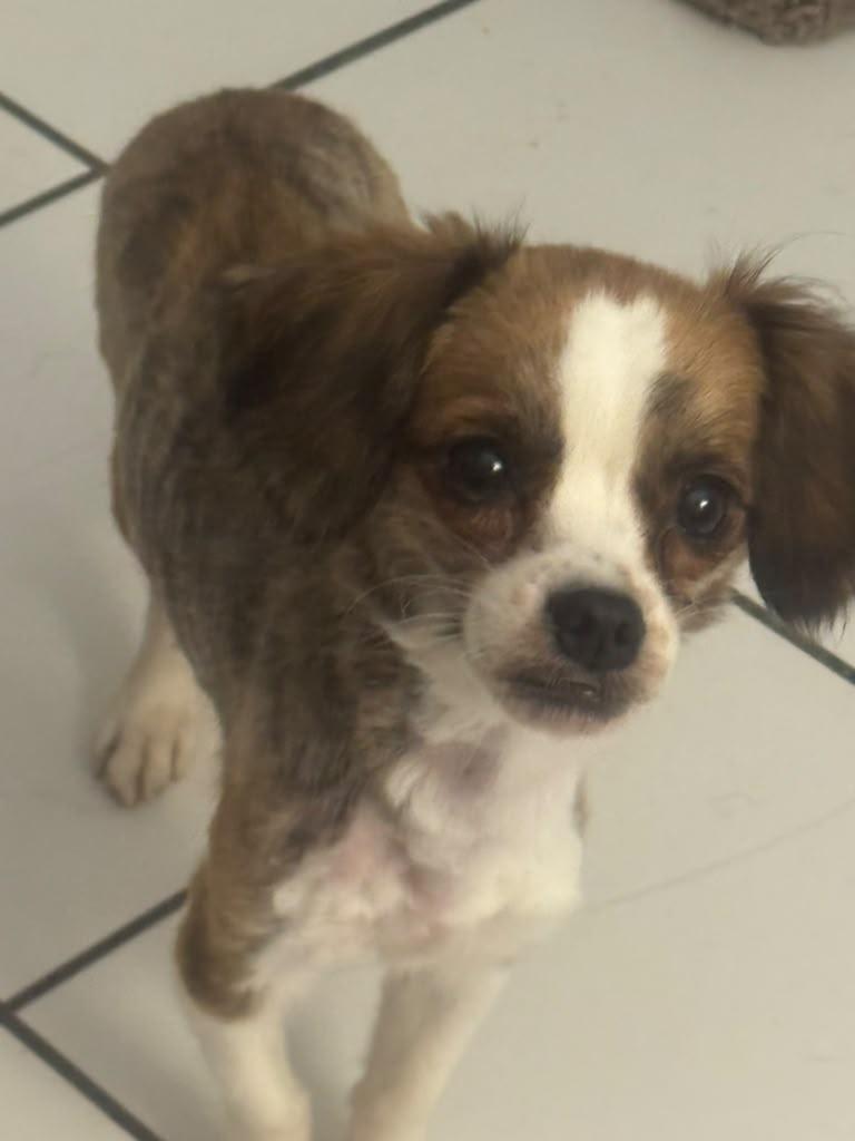 Enlarge Amaralina, a Adoptable mixed breed in Miami, FL image 2/5