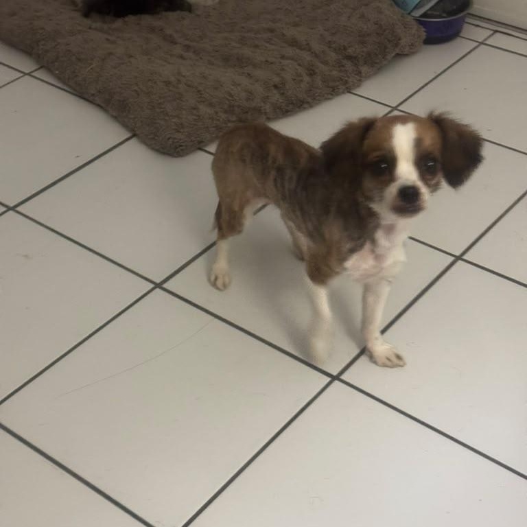 Enlarge Amaralina, a Adoptable mixed breed in Miami, FL image 3/5