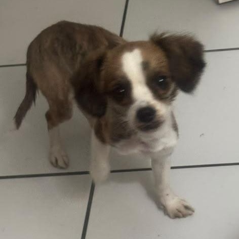 Amaralina, Adoptable, Puppy Female Chihuahua & Beagle.