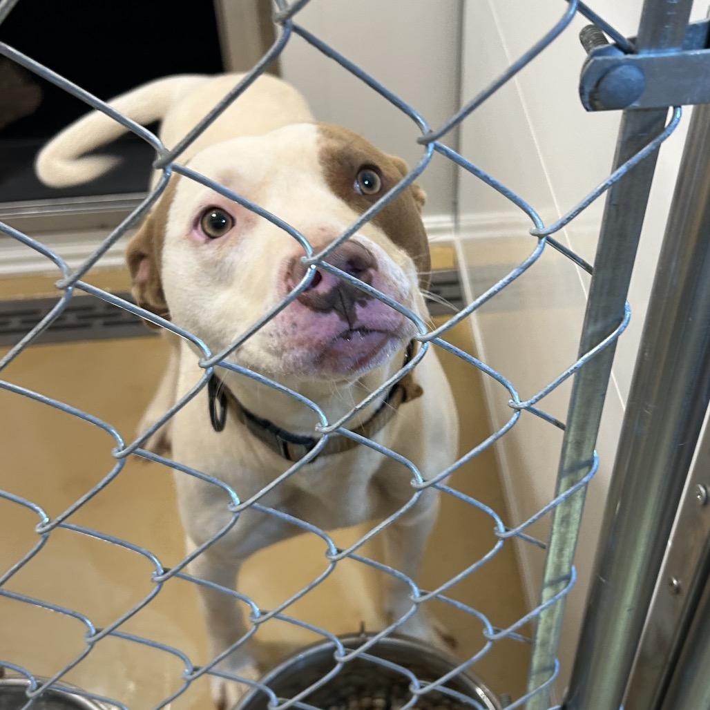 Max, a Adoptable Mixed Breed in Greenville, SC image 1/6
