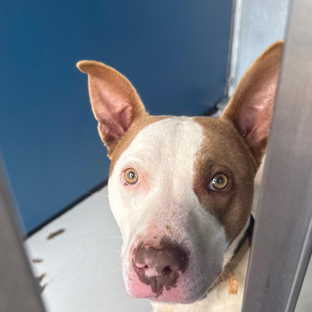 Max, a Adoptable Mixed Breed in Greenville, SC image 2/6
