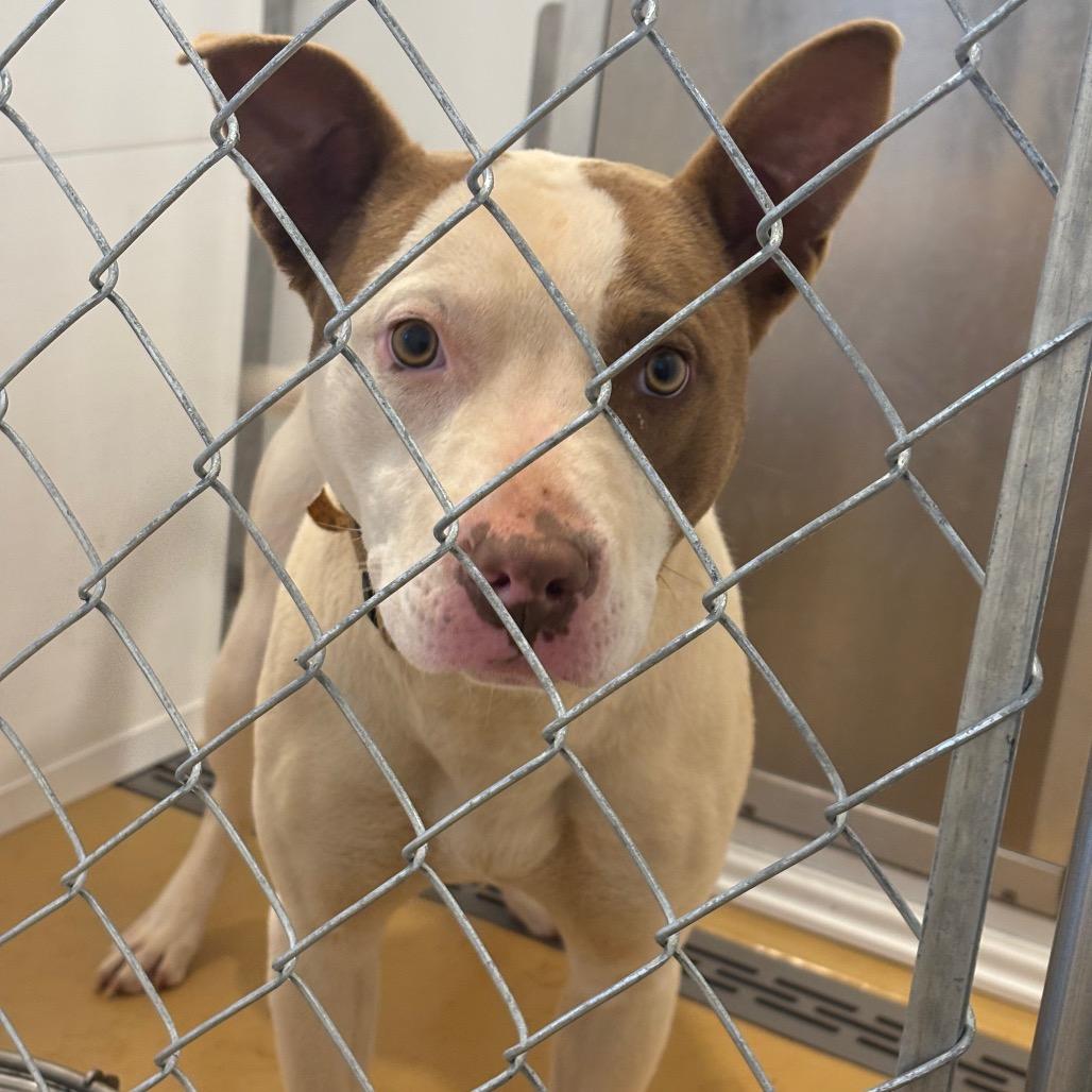Max, a Adoptable Mixed Breed in Greenville, SC image 3/6