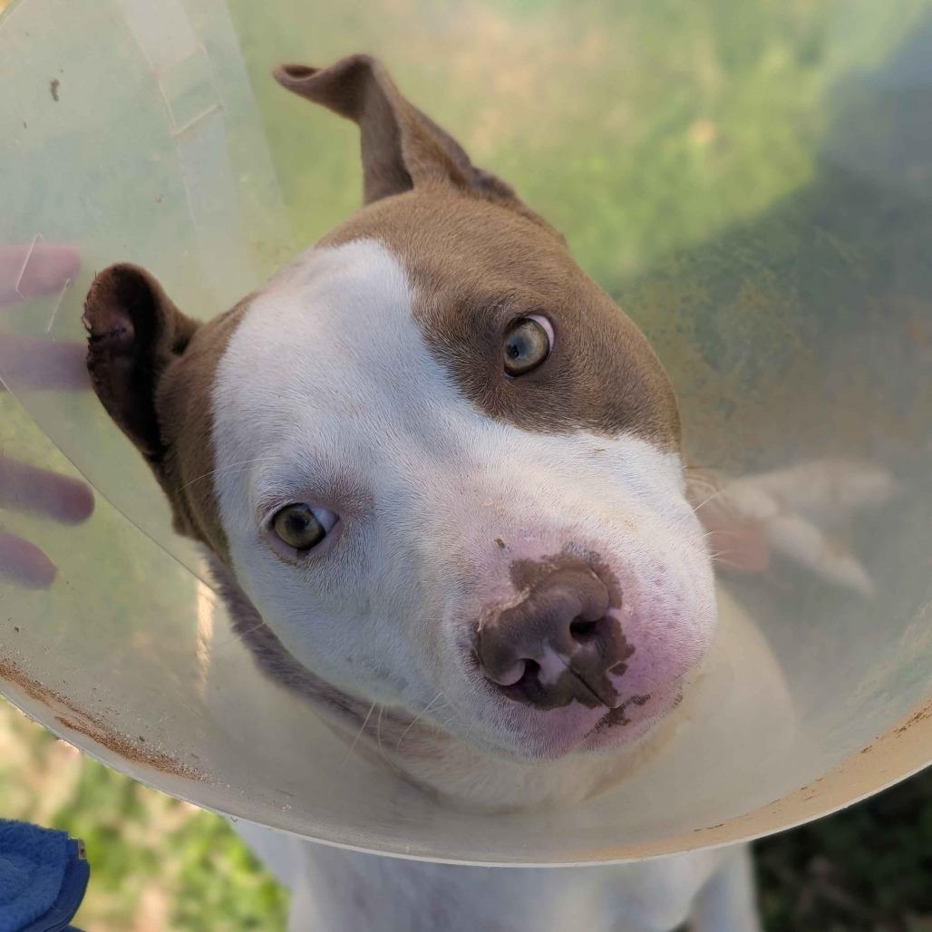 Max, a Adoptable Mixed Breed in Greenville, SC image 4/6
