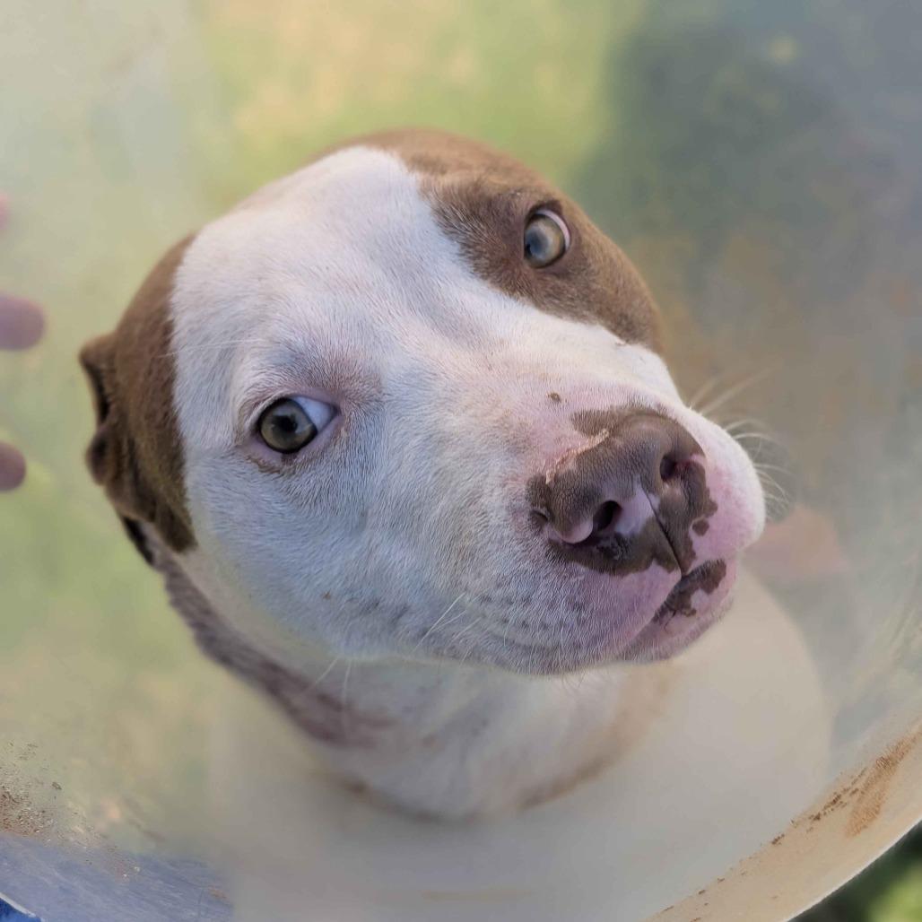 Max, a Adoptable Mixed Breed in Greenville, SC image 5/6