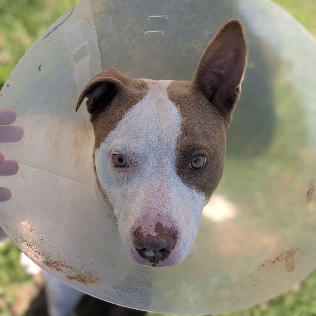 Max, a Adoptable Mixed Breed in Greenville, SC image 6/6
