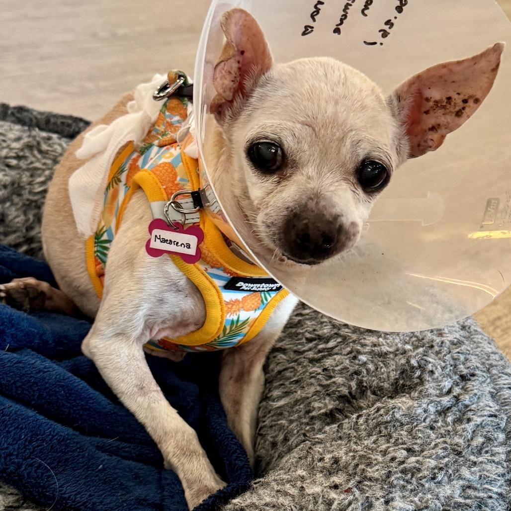 Macarena 14549, Adoptable, Senior Female Chihuahua.