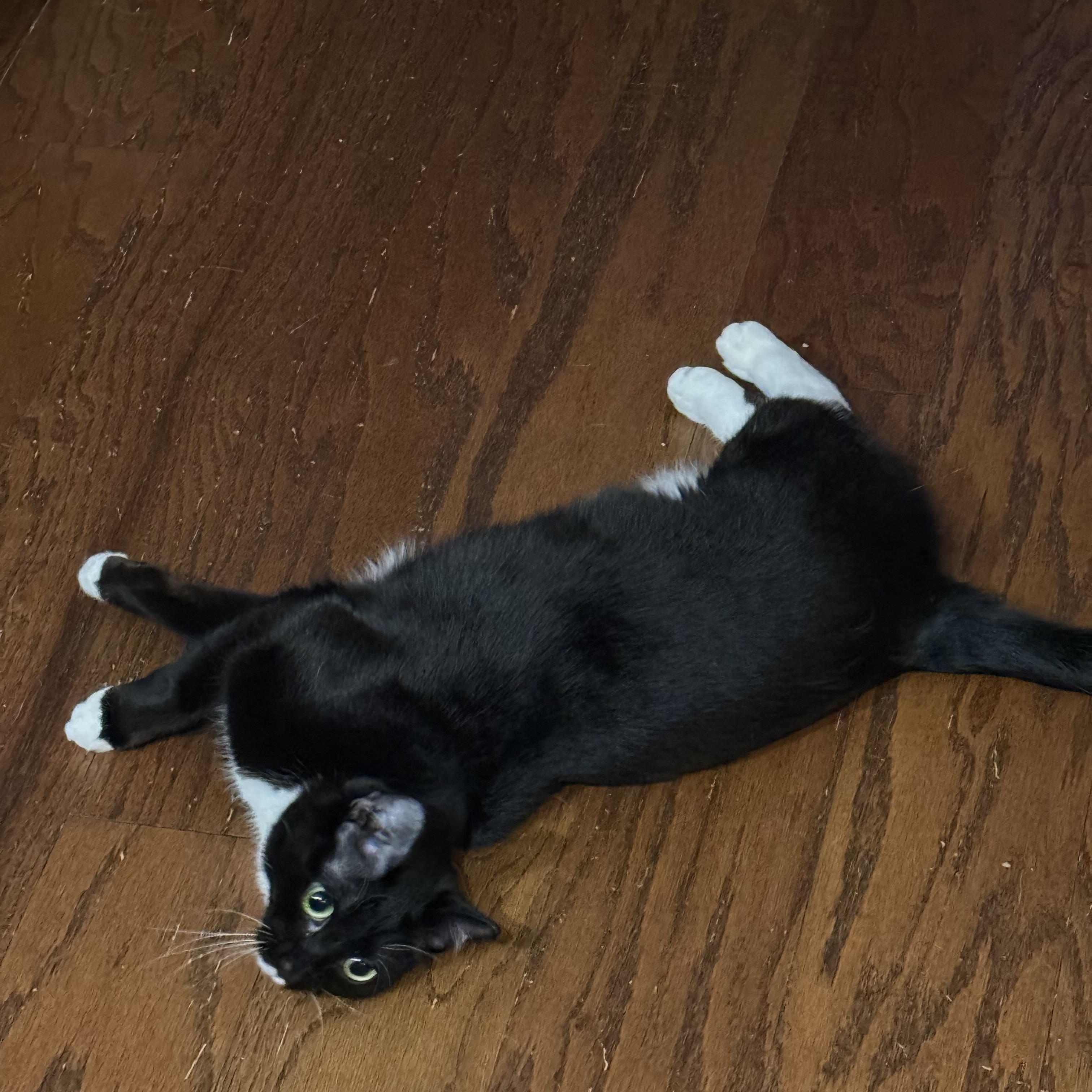 Enlarge Pepper, a ADOPTABLE Domestic Short Hair in Ruther Glen, VA image 1/1