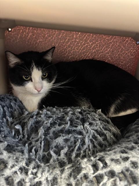 ROWDY, Adoptable, Adult Male Domestic Short Hair.
