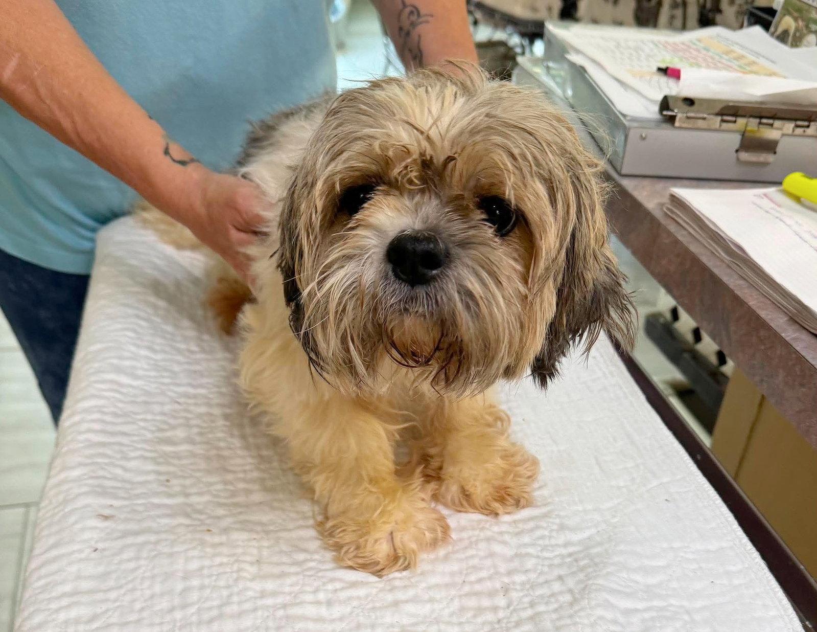 Una (NOT YET AVAILABLE), Adoptable, Adult Female Shih Tzu.