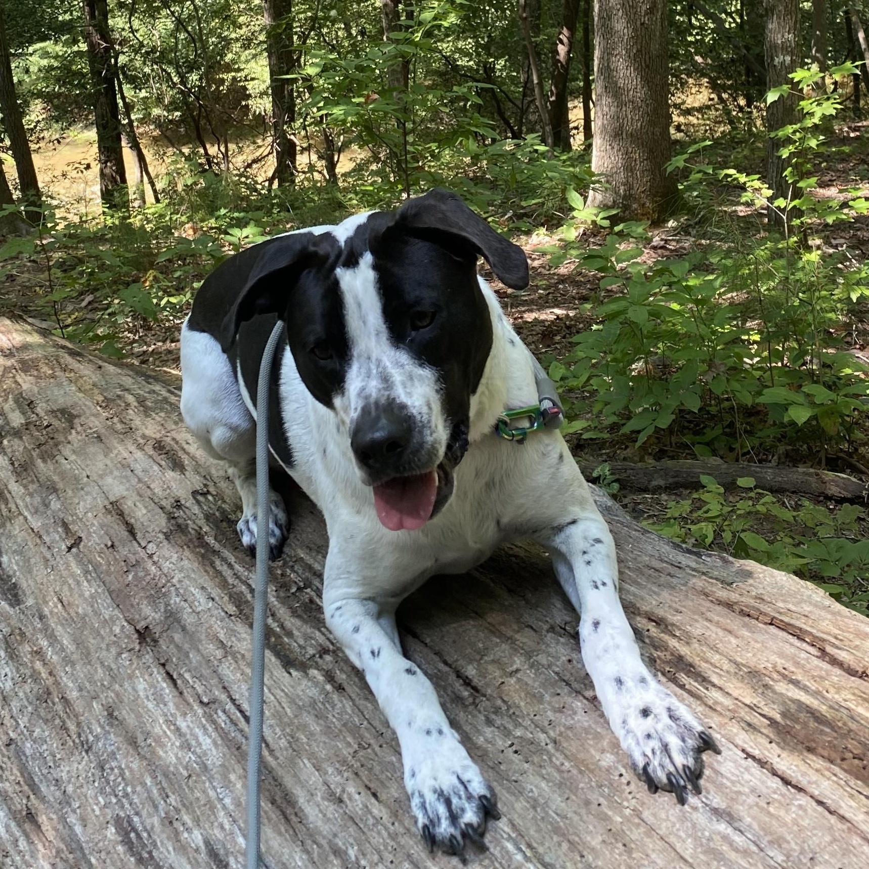 Cash (Courtesy Post) , a ADOPTABLE mixed breed in Cedar Mountain, NC image 4/6