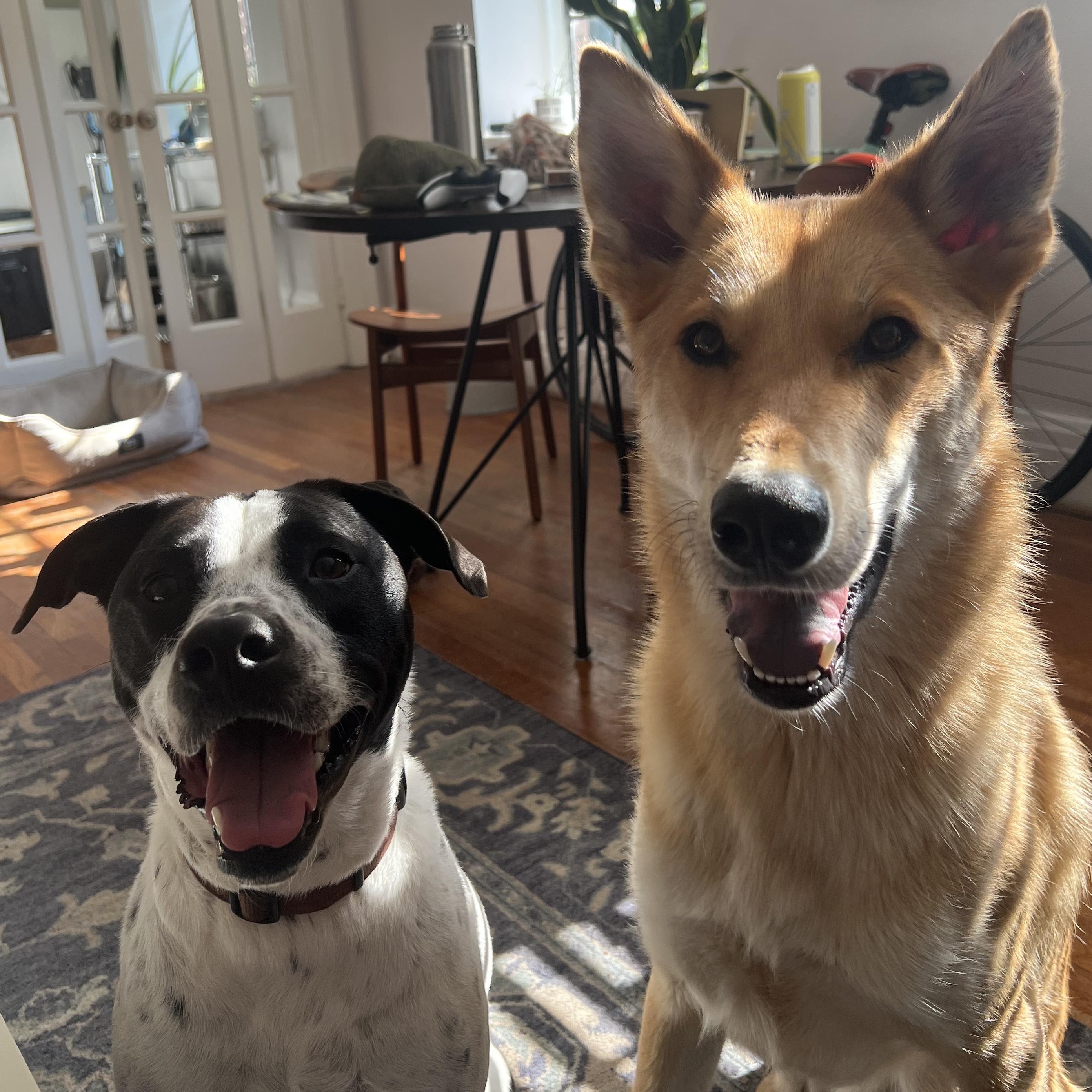 Cash (Courtesy Post) , a ADOPTABLE mixed breed in Cedar Mountain, NC image 3/6