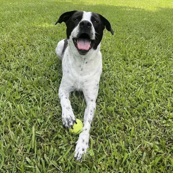 Cash (Courtesy Post) , a ADOPTABLE mixed breed in Cedar Mountain, NC image 2/6