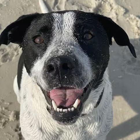 Cash (Courtesy Post) , a ADOPTABLE mixed breed in Cedar Mountain, NC image 1/6