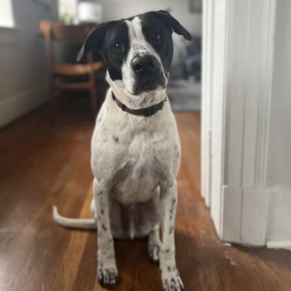 Cash (Courtesy Post) , a ADOPTABLE mixed breed in Cedar Mountain, NC image 6/6