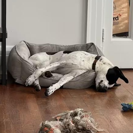 Cash (Courtesy Post) , a ADOPTABLE mixed breed in Cedar Mountain, NC image 5/6