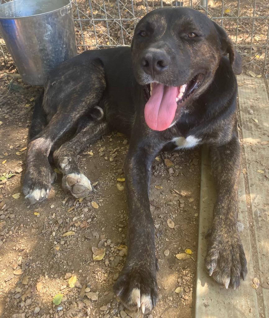 Heath, Adoptable, Adult Male Pit Bull Terrier & Mixed Breed.