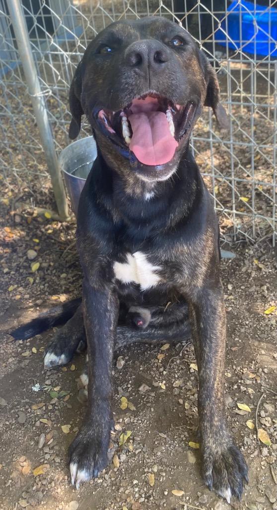 Enlarge Heath, a Adoptable mixed breed in Lockhart, TX image 2/3