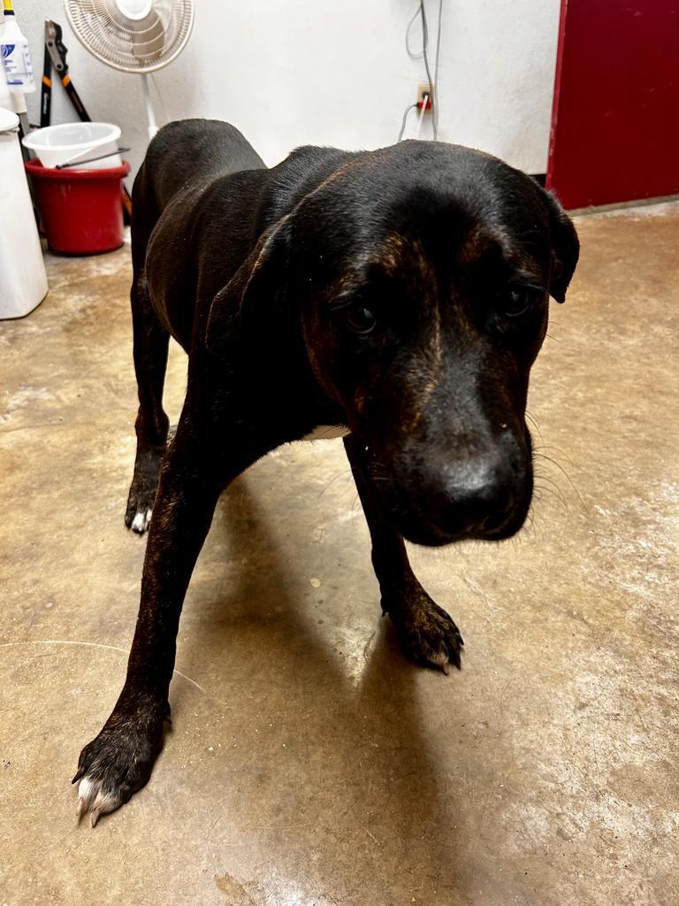 Enlarge Heath, a Adoptable mixed breed in Lockhart, TX image 3/3