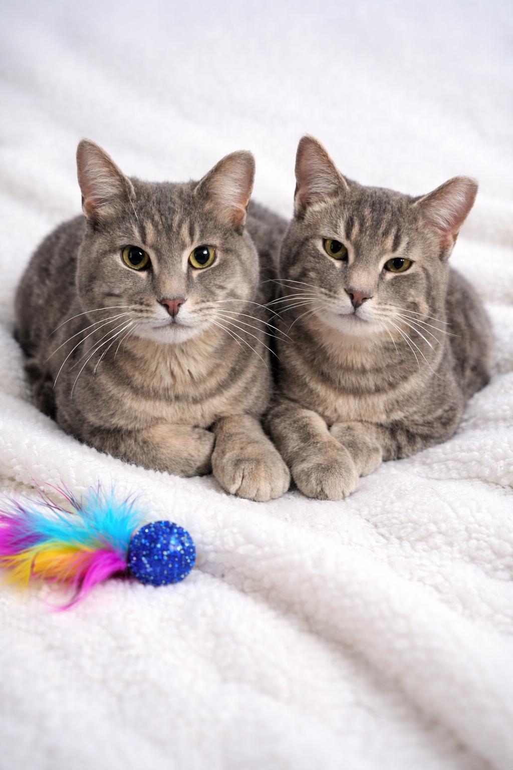 Enlarge Dakota and Big Gray, a ADOPTABLE Tabby in Copley, OH image 2/6