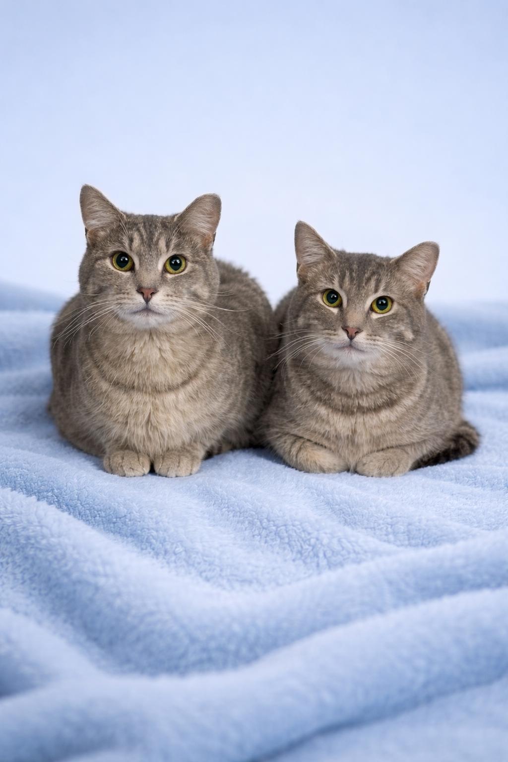 Enlarge Dakota and Big Gray, a ADOPTABLE Tabby in Copley, OH image 6/6