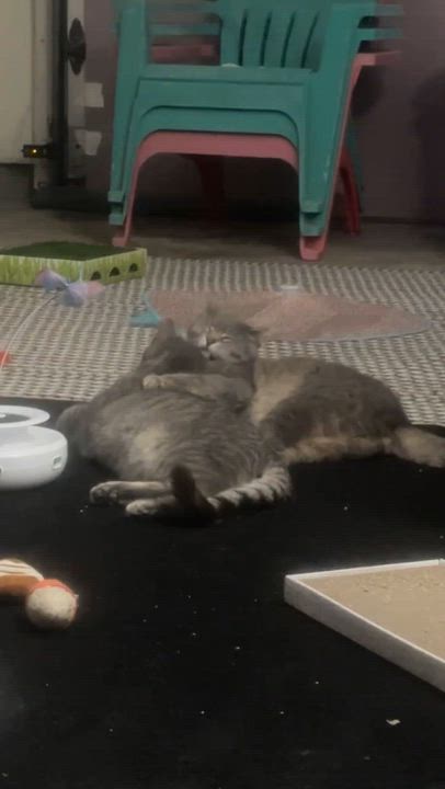 Enlarge Dakota and Big Gray, a ADOPTABLE Tabby in Copley, OH video 5/6