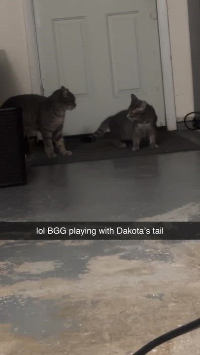 Enlarge Dakota and Big Gray, a ADOPTABLE Tabby in Copley, OH video 4/6