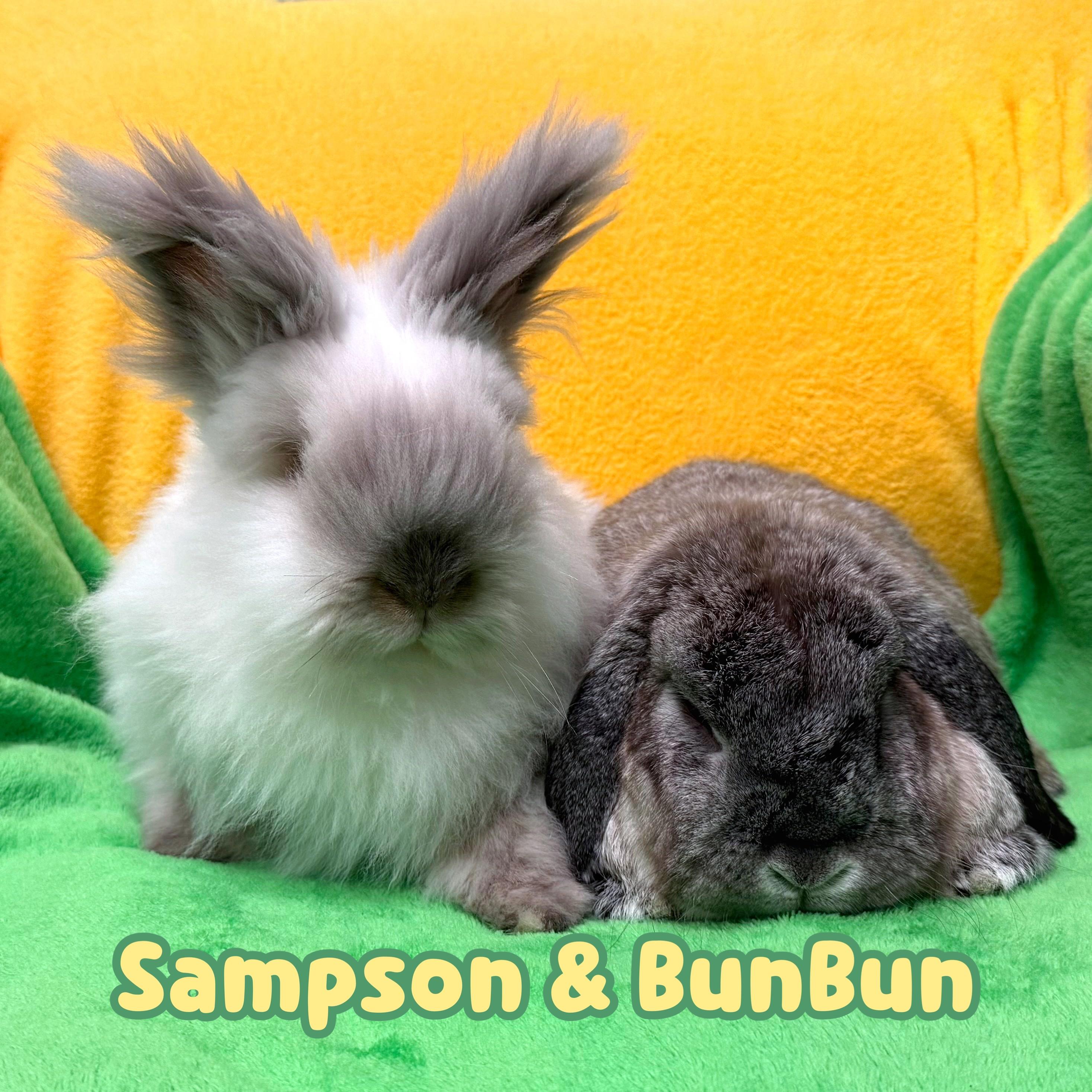 BunBun (bonded with Sampson), Adoptable, Adult Female Mini Lop.