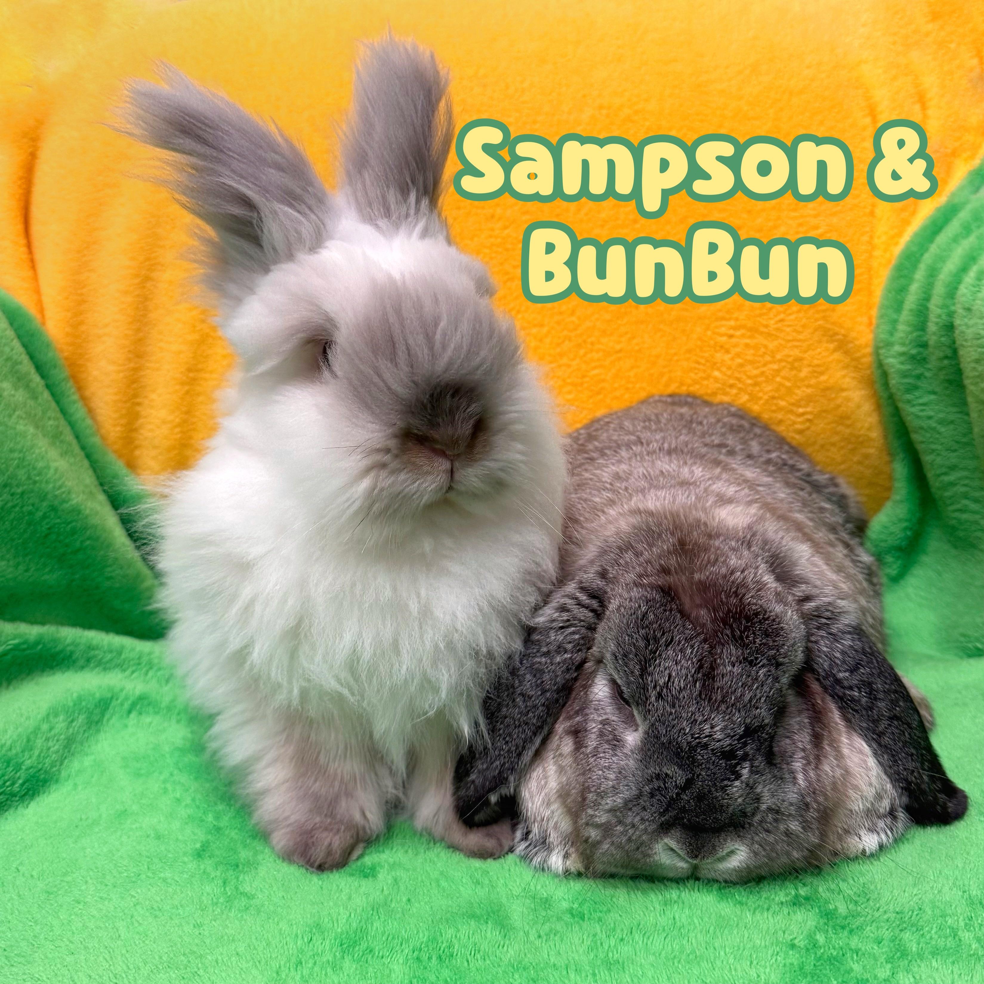 Enlarge BunBun (bonded with Sampson), an adopted Mini Lop in Roseville, CA image 3/3