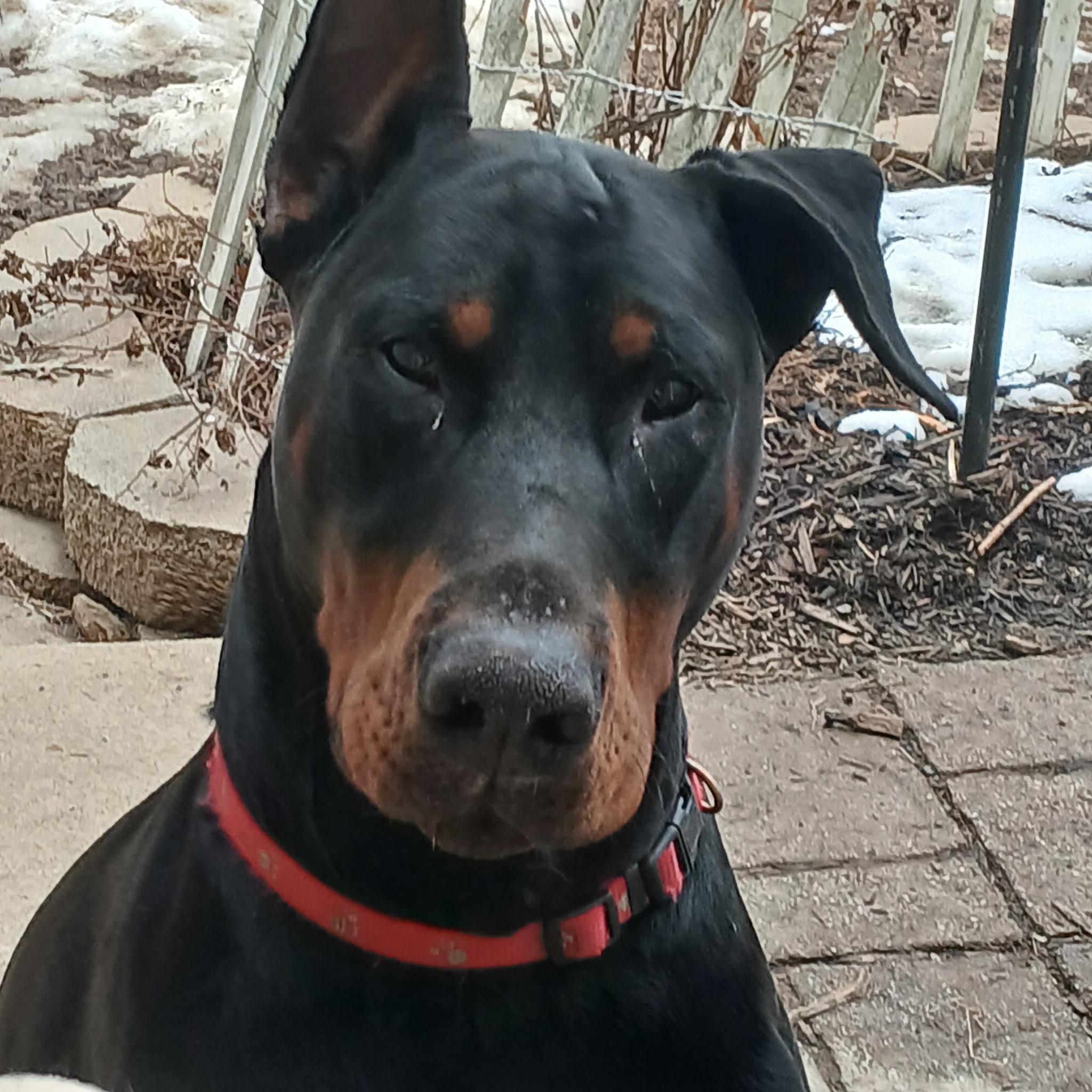 Kriegrrr, ADOPTABLE, Young Male Doberman Pinscher.