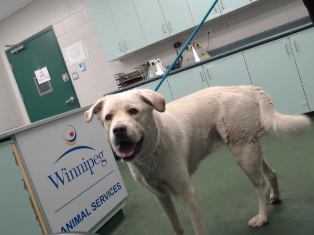 Sandy, an adoptable Great Pyrenees in Winnipeg, MB, R3E 3N8 | Photo Image 3