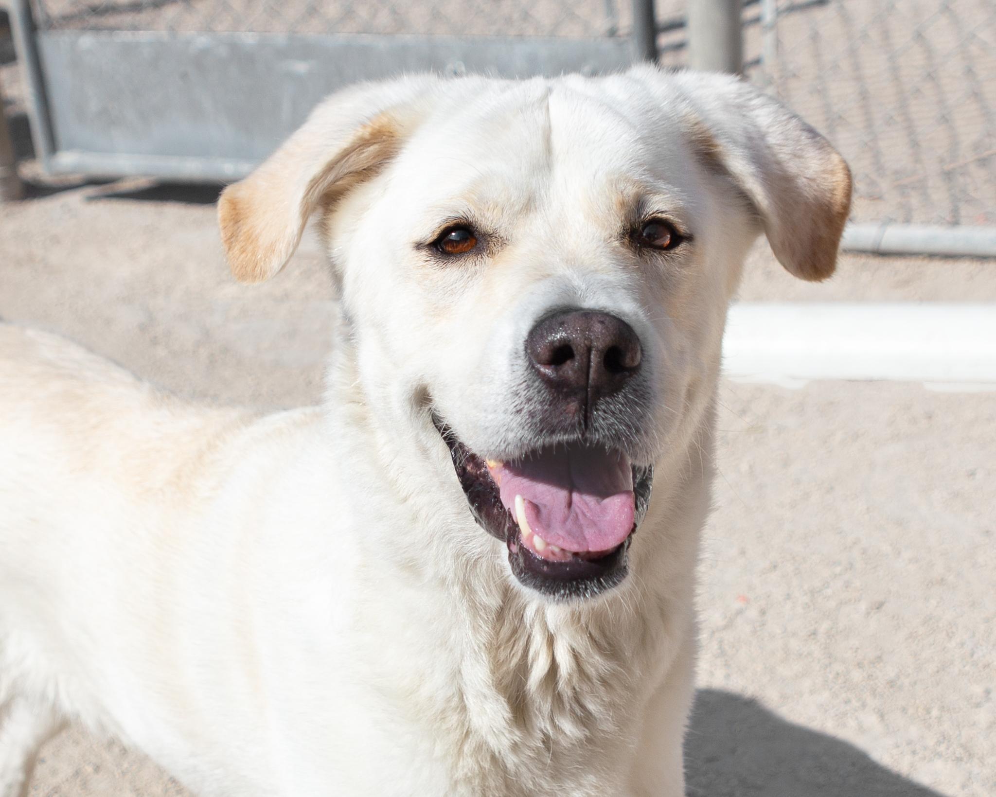 Sandy, an adoptable Great Pyrenees in Winnipeg, MB, R3E 3N8 | Photo Image 1
