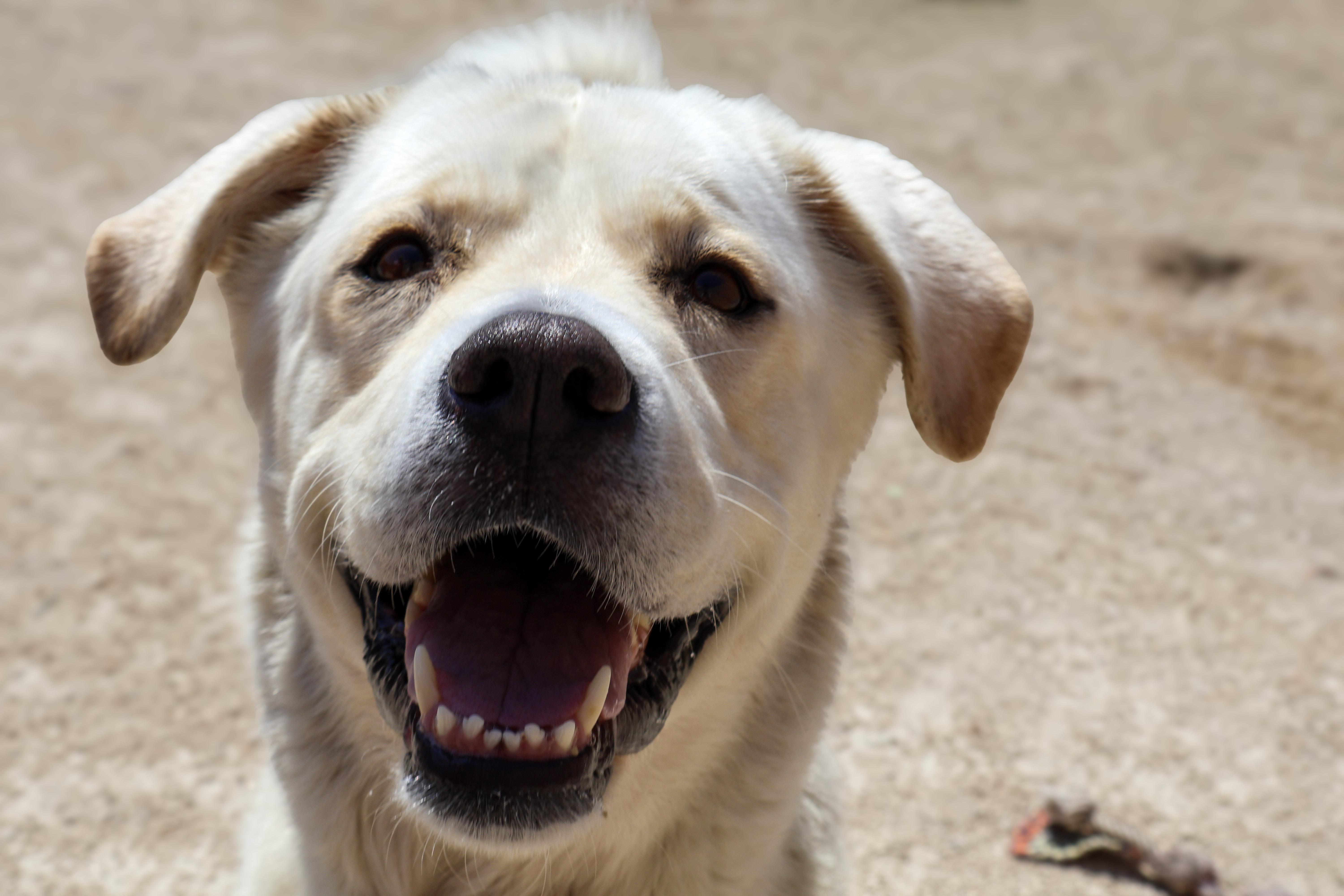 Sandy, an adoptable Great Pyrenees in Winnipeg, MB, R3E 3N8 | Photo Image 2