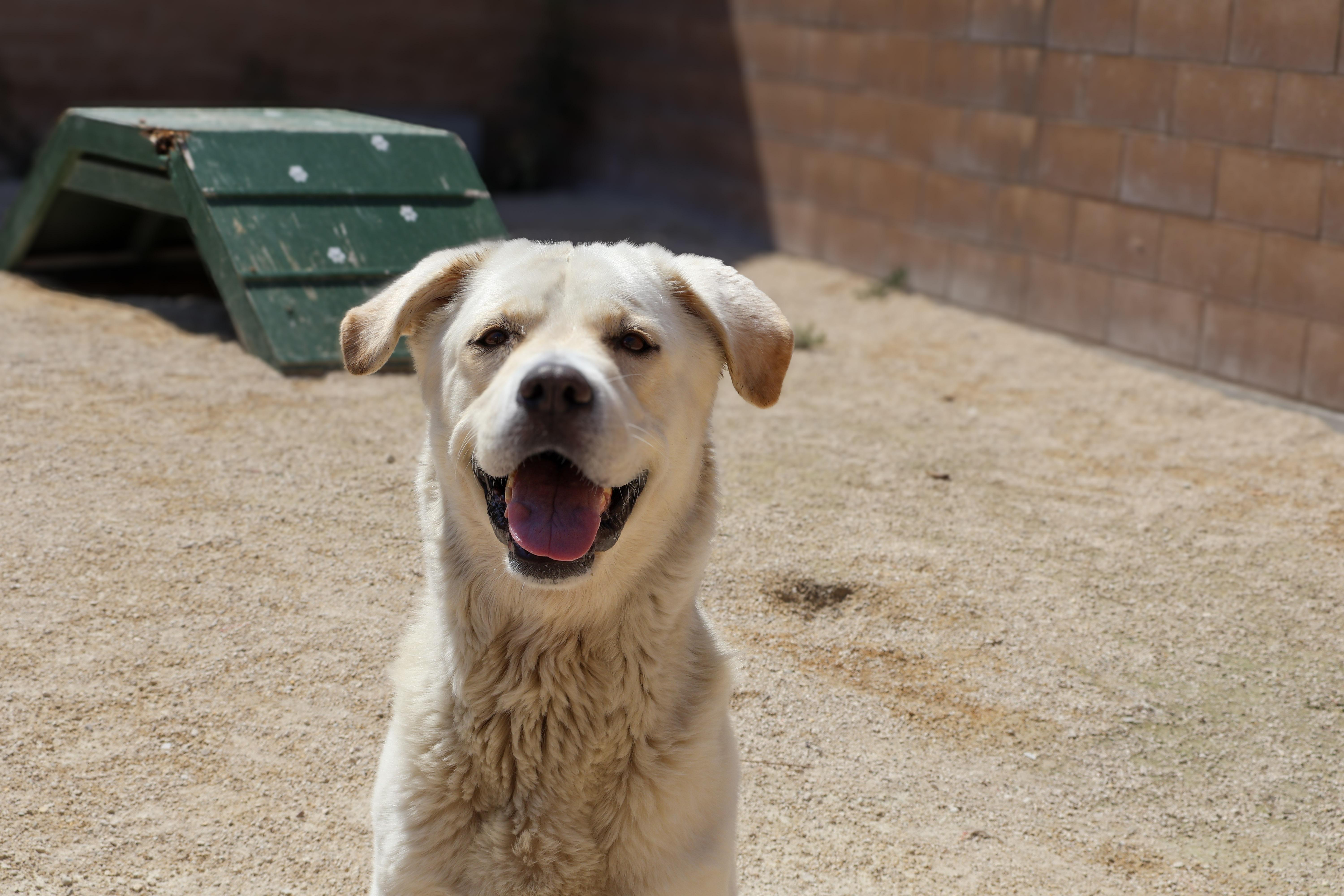 Sandy, an adoptable Great Pyrenees in Winnipeg, MB, R3E 3N8 | Photo Image 1