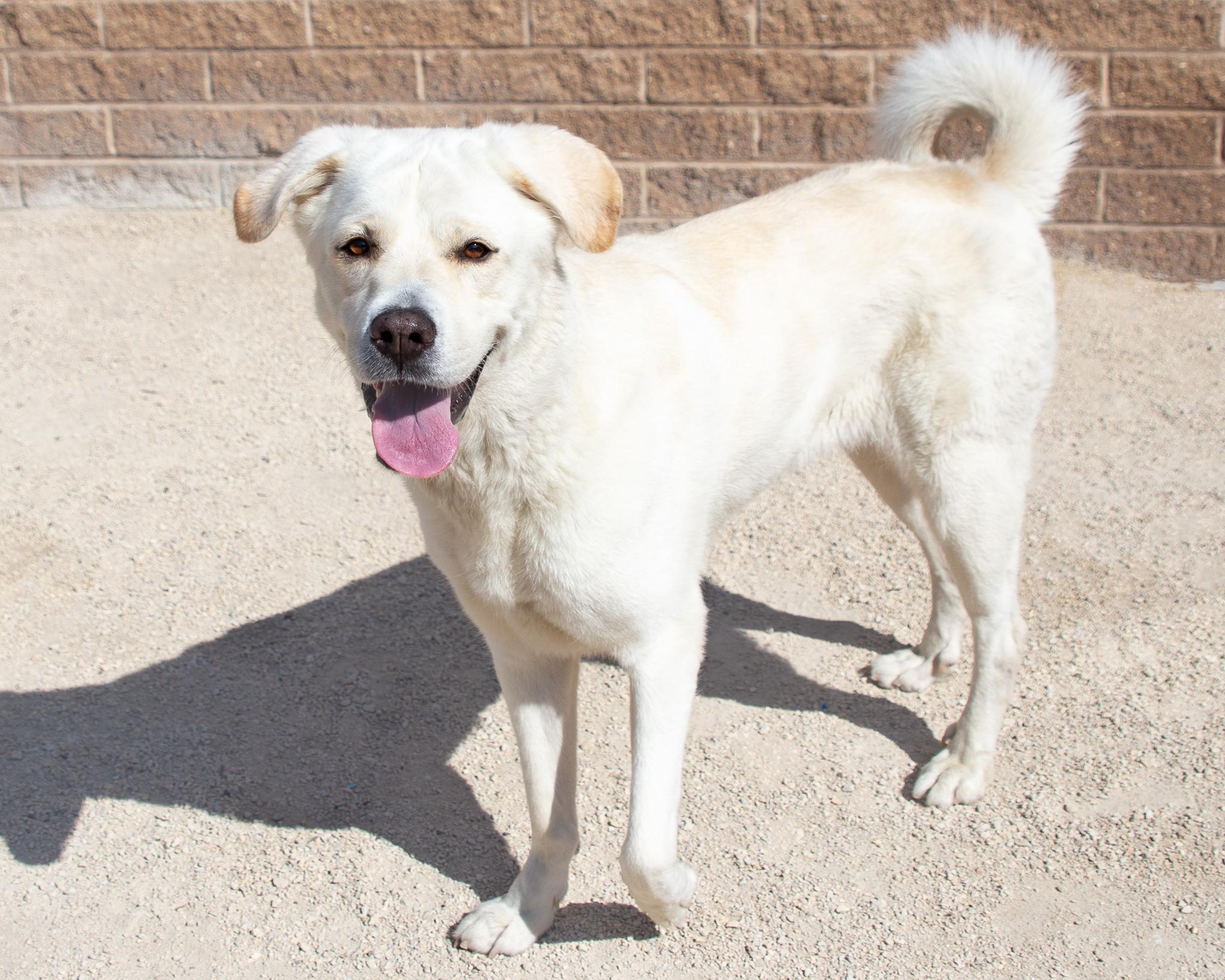 Sandy, an adoptable Great Pyrenees in Winnipeg, MB, R3E 3N8 | Photo Image 3