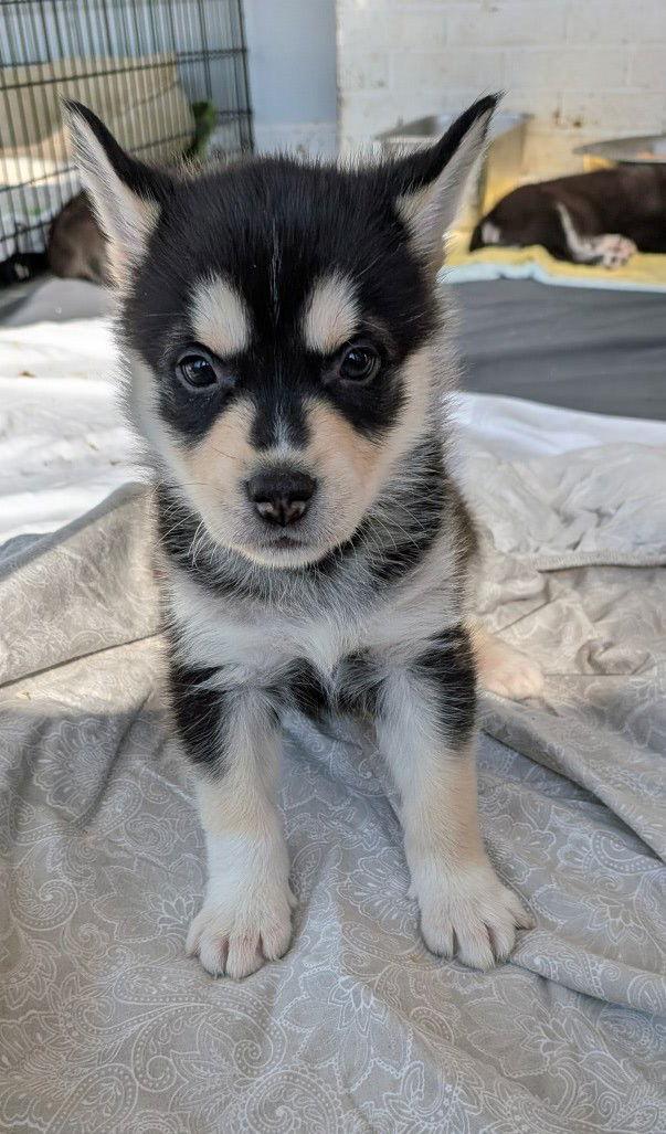 Jackfruit, Adoptable, Puppy Male Shepherd & Husky.