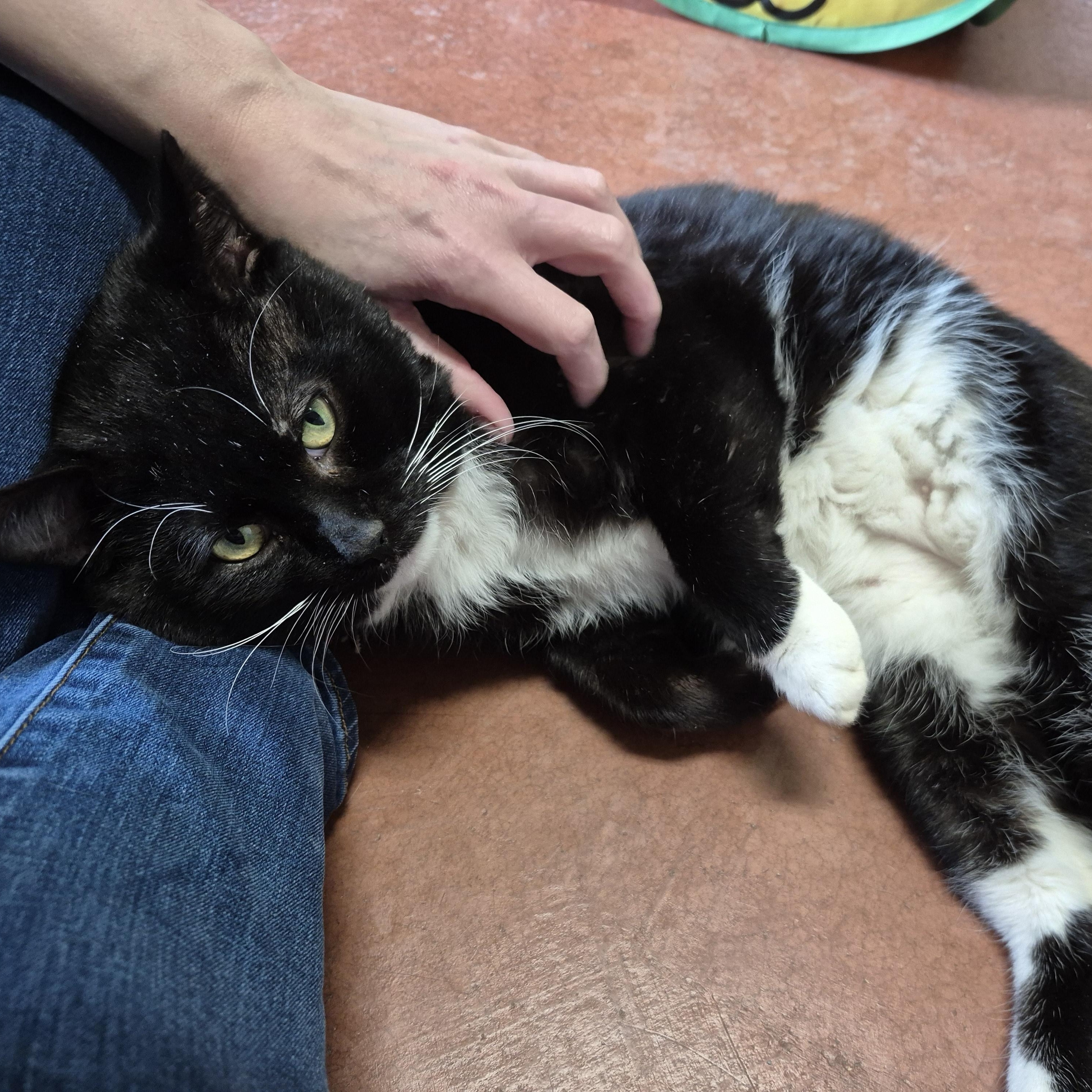 Enlarge Milan, a ADOPTABLE Domestic Short Hair in Tioga, PA image 6/6