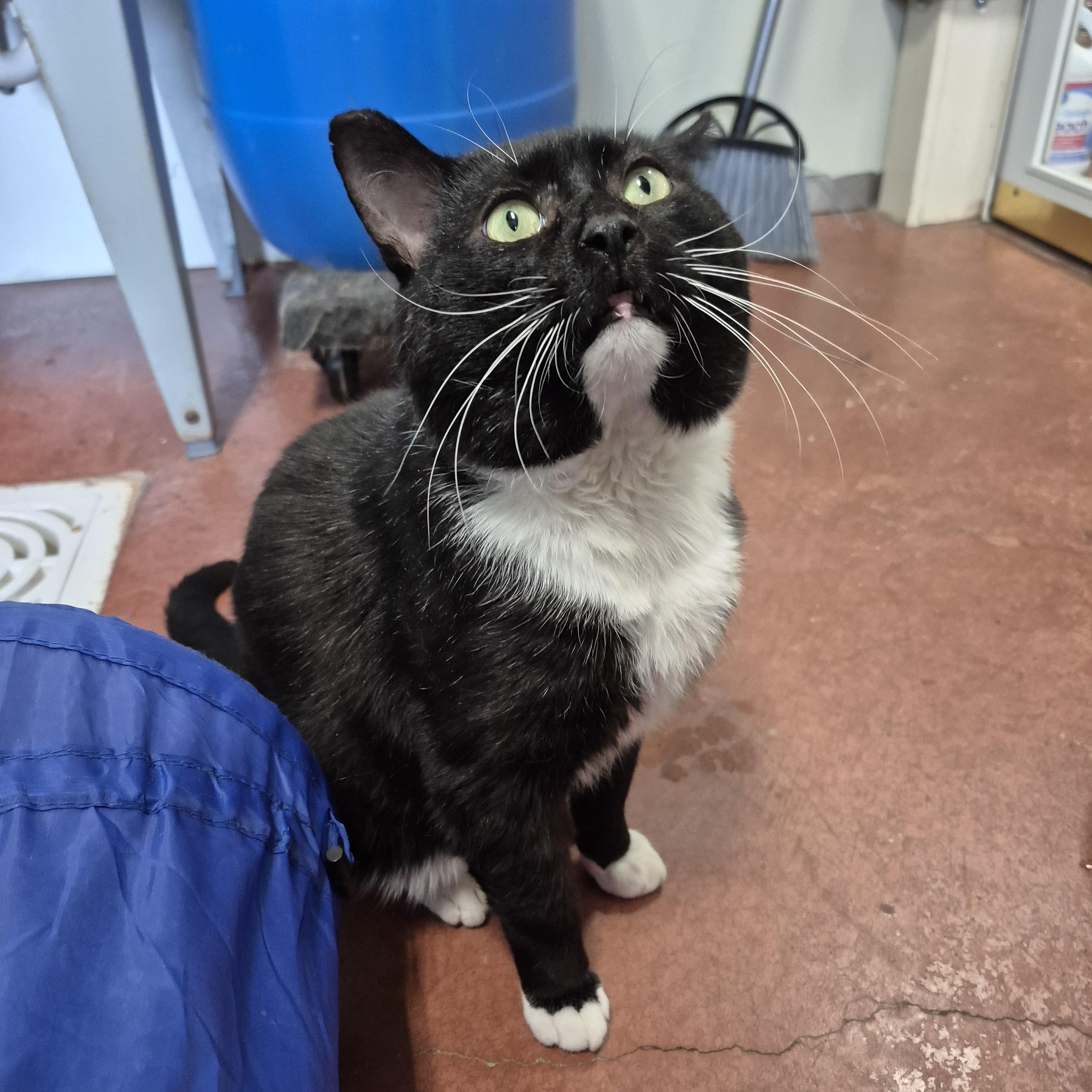 Enlarge Milan, a ADOPTABLE Domestic Short Hair in Tioga, PA image 3/6