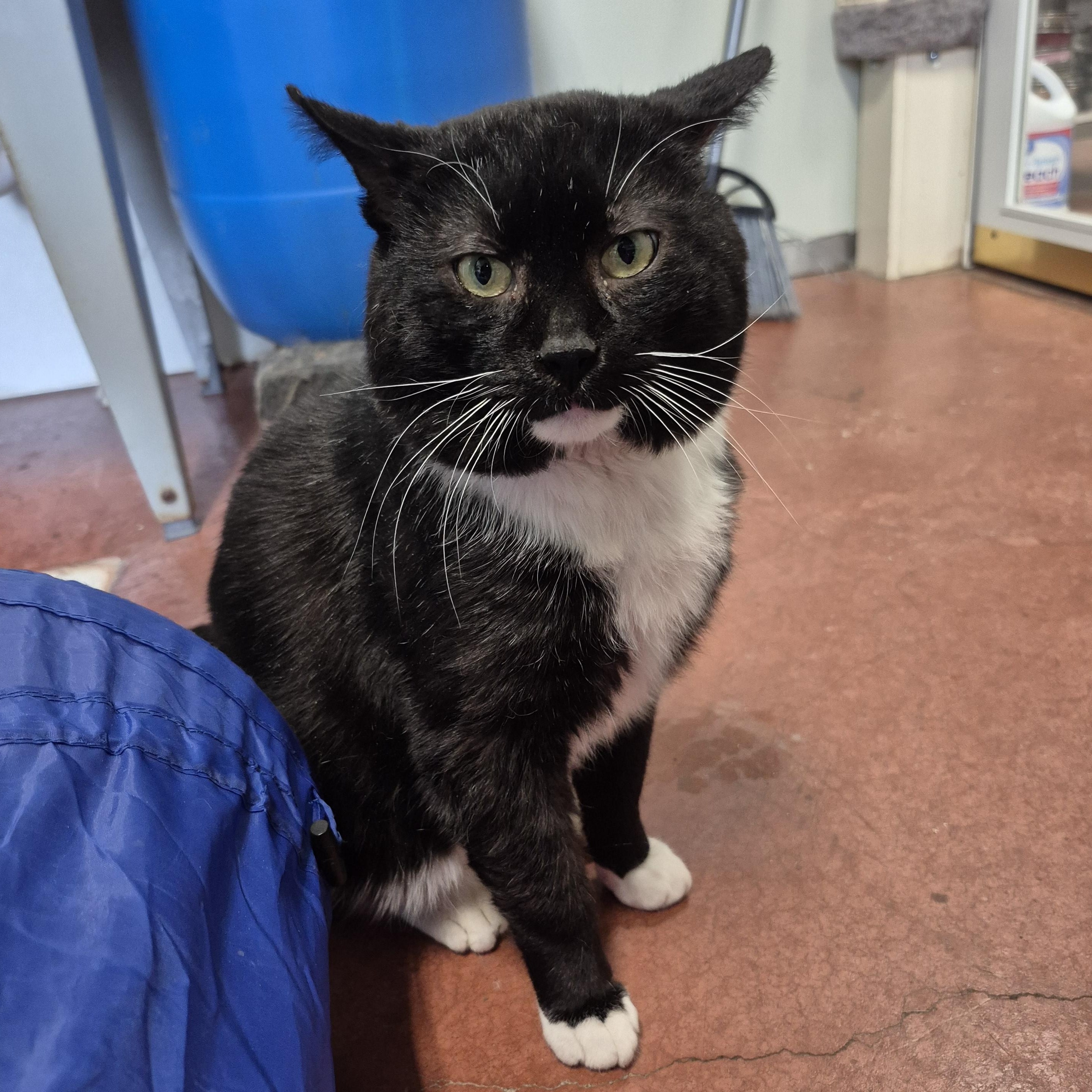 Enlarge Milan, a ADOPTABLE Domestic Short Hair in Tioga, PA image 2/6