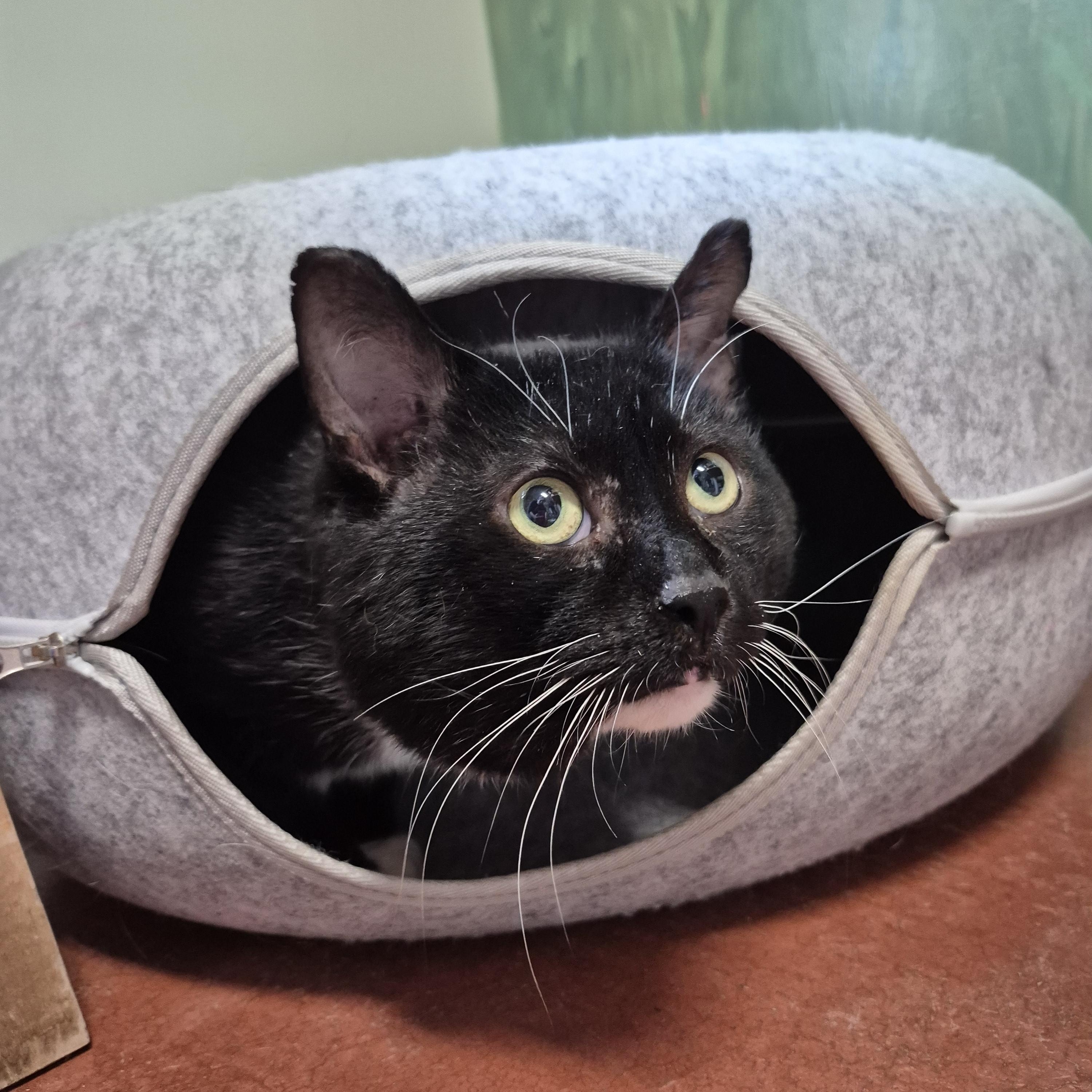 Enlarge Milan, a ADOPTABLE Domestic Short Hair in Tioga, PA image 4/6