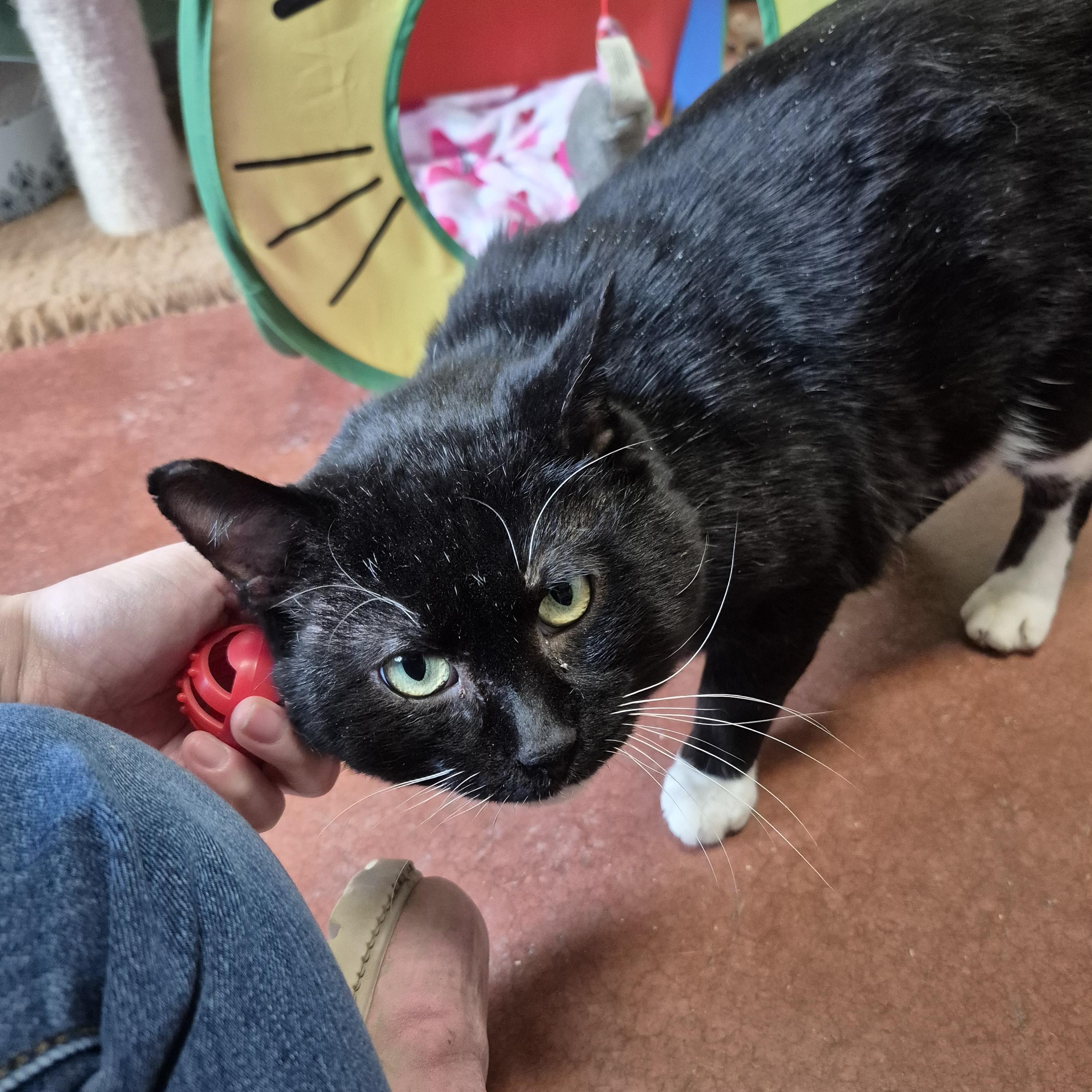 Enlarge Milan, a ADOPTABLE Domestic Short Hair in Tioga, PA image 5/6