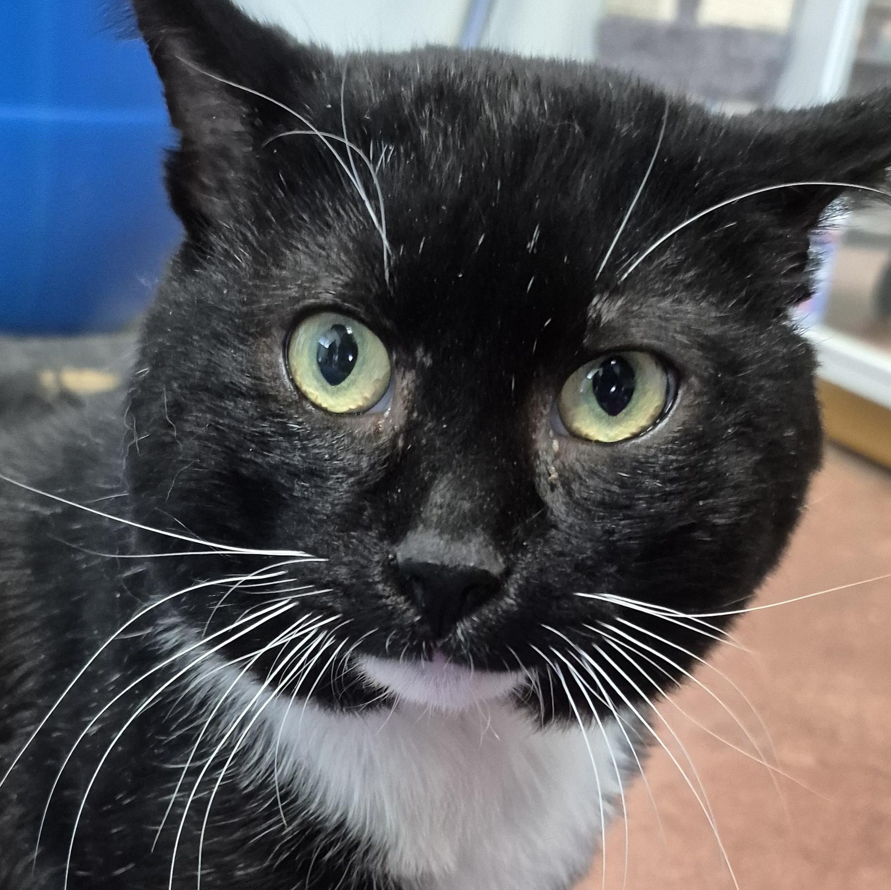 Milan, ADOPTABLE, Adult Male Domestic Short Hair.