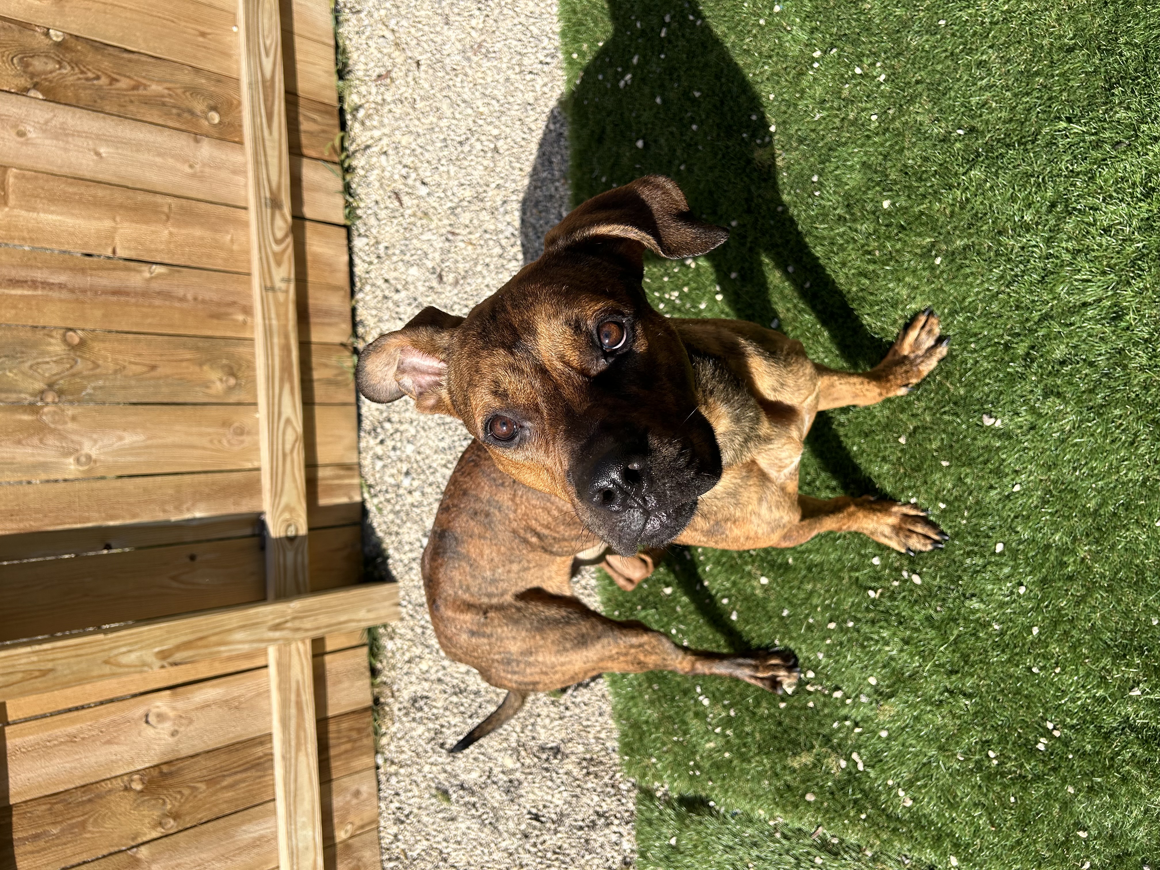 Scooby, a Adoptable Mixed Breed in Columbus, OH image 2/4