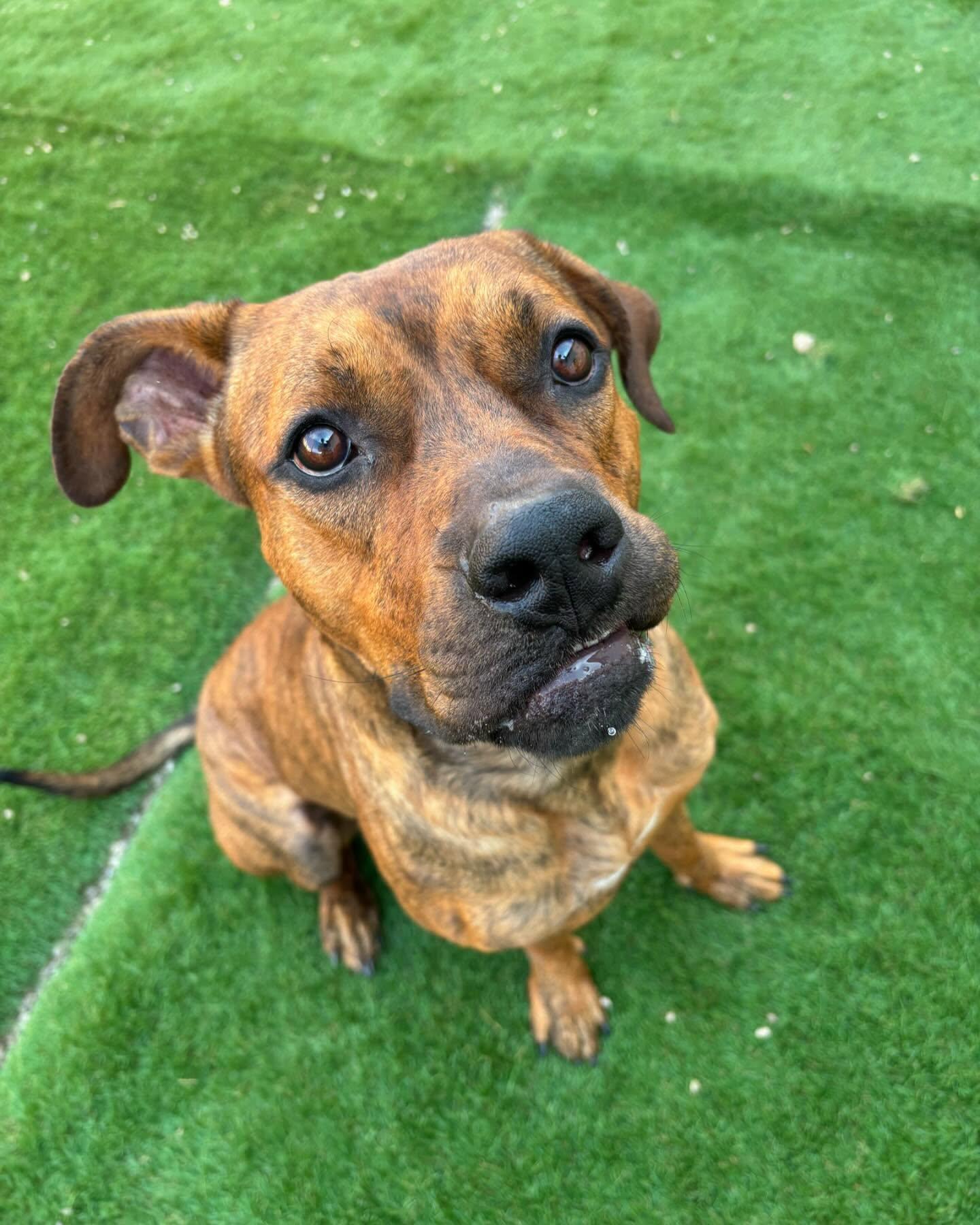 Scooby, a Adoptable Mixed Breed in Columbus, OH image 4/4
