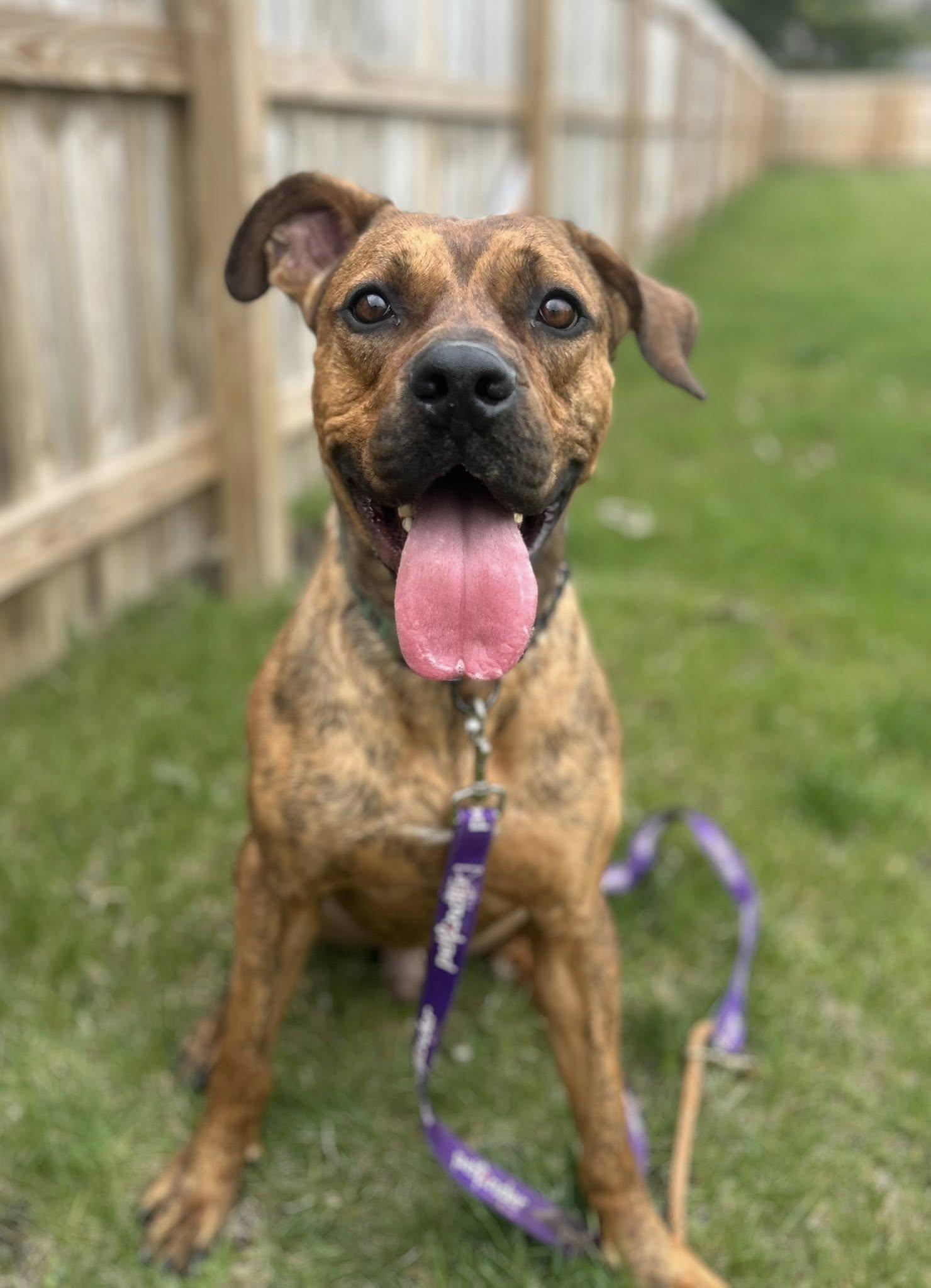 Scooby, a Adoptable Mixed Breed in Columbus, OH image 1/4