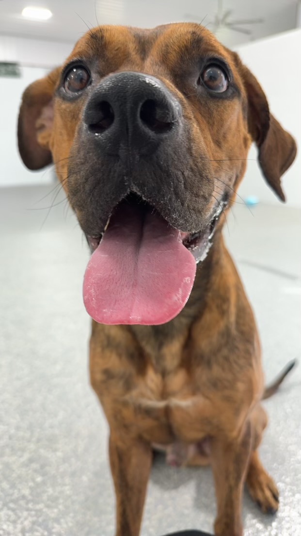 Scooby, a Adoptable Mixed Breed in Columbus, OH image 3/4